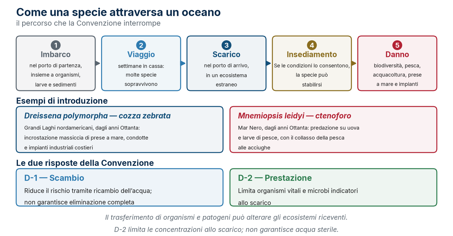 Il percorso di introduzione delle specie invasive, due esempi di introduzione e le due risposte della Convenzione.